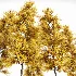 AV Fall trees Acer Saccharinum and Maidenhair Ginkgo - Thumbnail 6