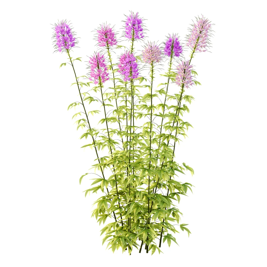 Cleome spinosa Pink Spiny Spider flower Plants 01 - Image 1