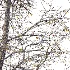 AV Autumn and winter trees Alnus Glutinosa - Thumbnail 3