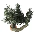 Olive tree - Thumbnail 3