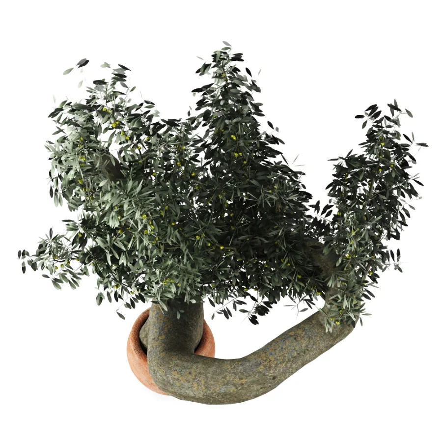 Olive tree - Image 3