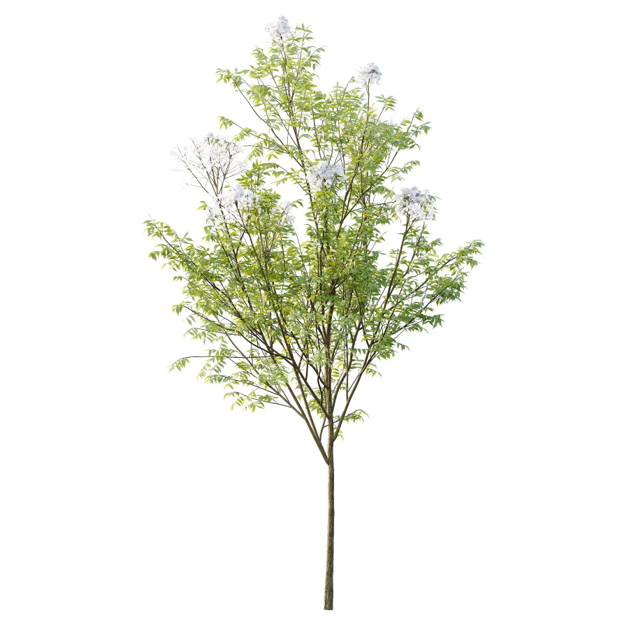 Sambucus nigra Tree 03 - Image 4