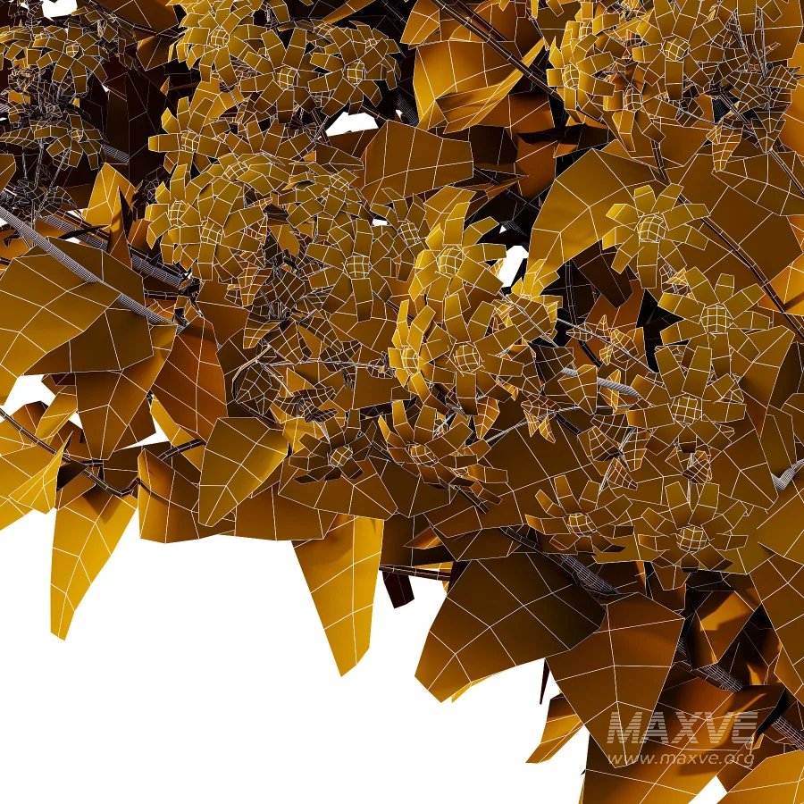 Senecio jacobaea wild flowers Tansy ragwort 02 - Image 1