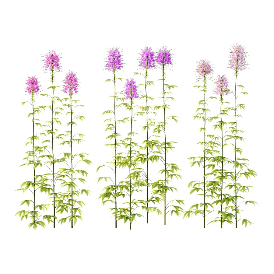 Cleome spinosa Pink Spiny Spider flower Plants 01 - Image 2