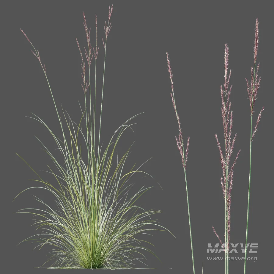 AV Plant Purple Moor Grass Molinia Caerulea - Image 8