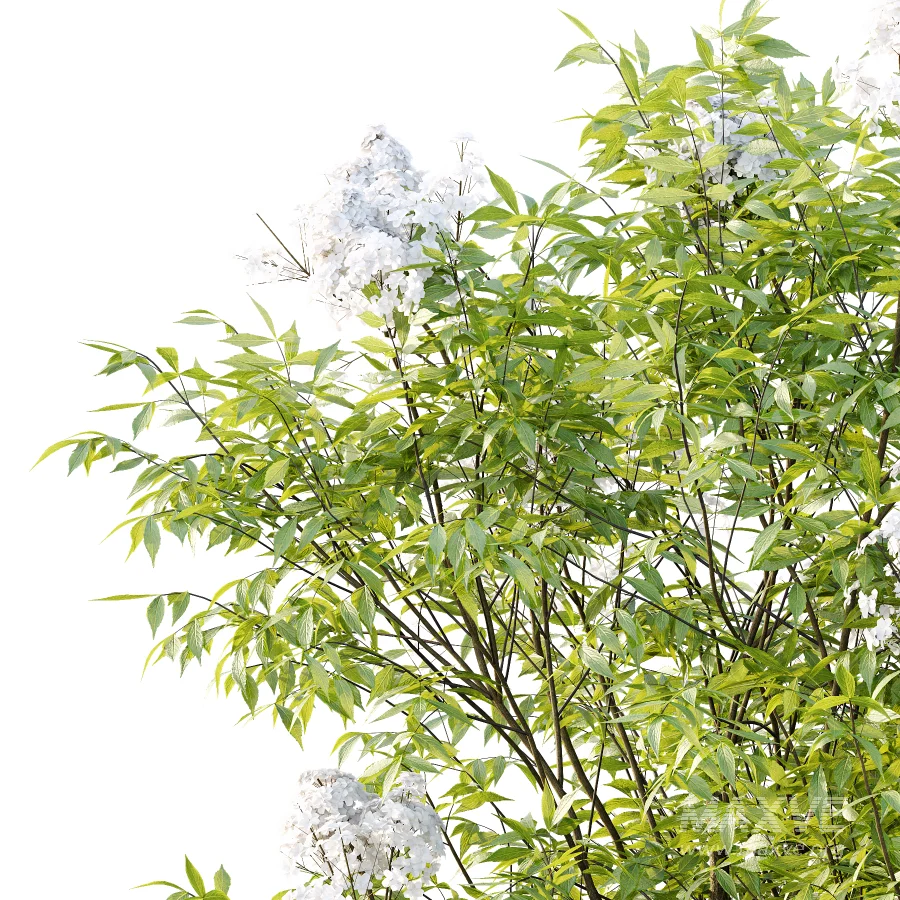 Sambucus nigra Tree 01 - Image 5