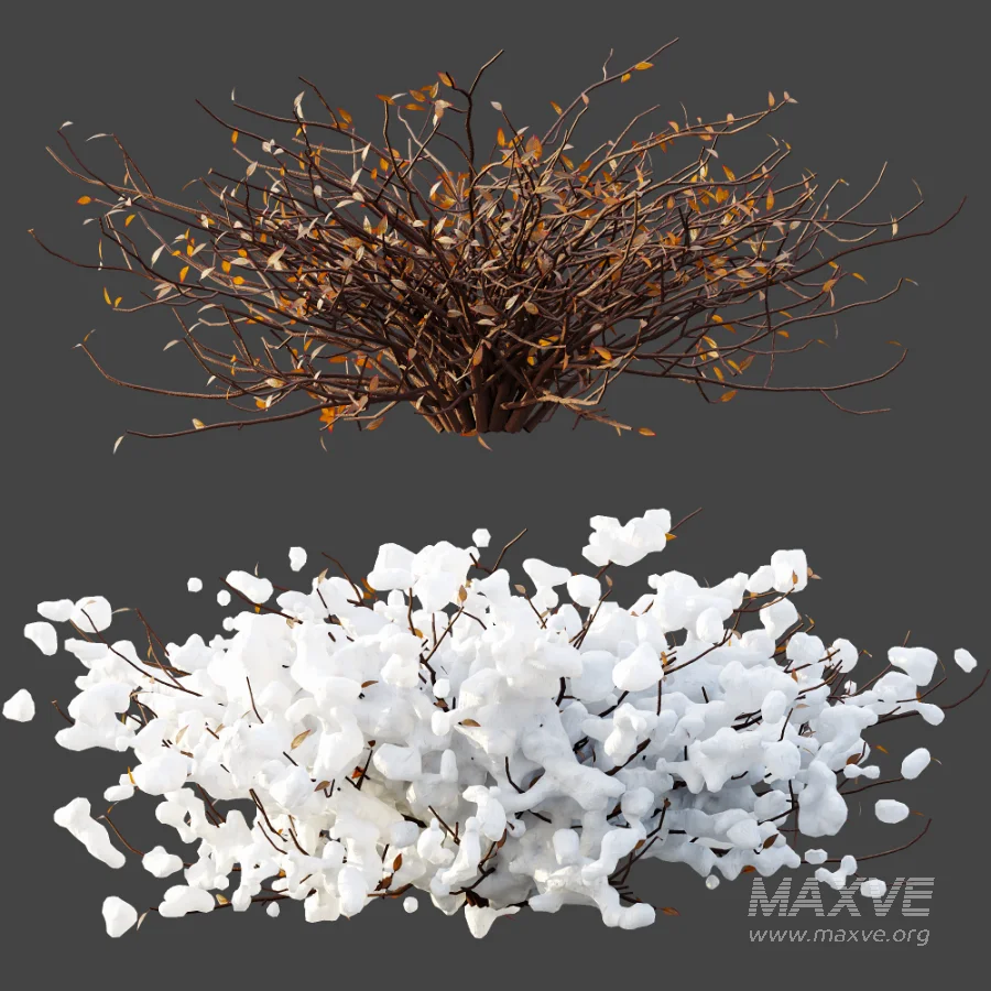 AV Winter plant Snow Quihoui Privet and Snow Abelia Grandiflora - Image 6