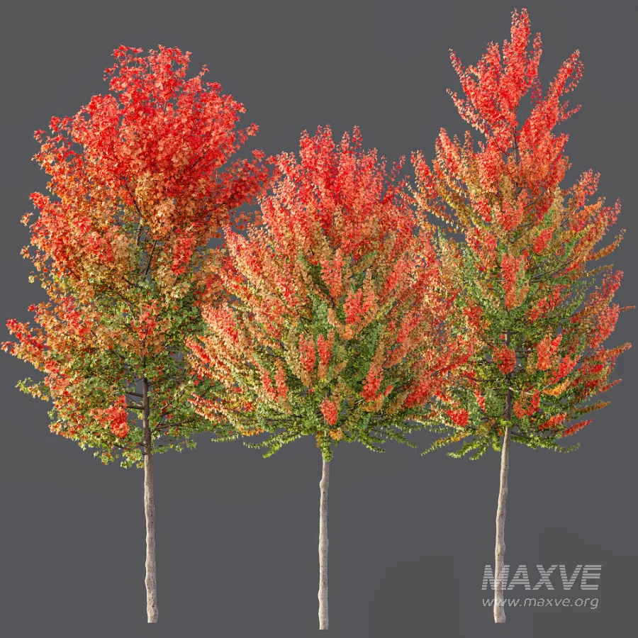 AV Autumn trees Acer X freemanii Freeman Maple Sapindaceae Set set 04 - Image 3