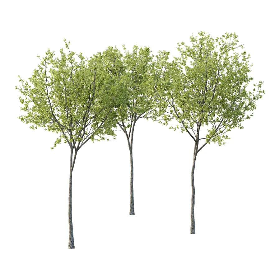 Chinese ash Tree Fraxinus chinensis 08 - Image 4