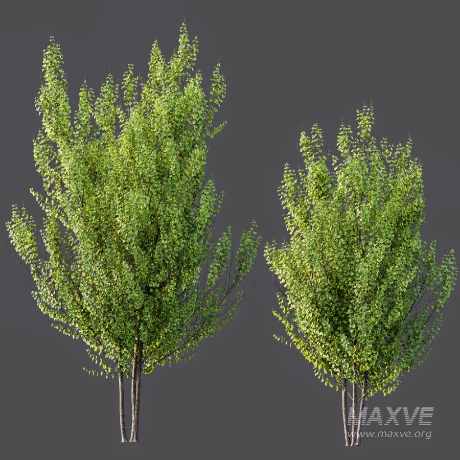 AV Acer X_freemanii Freeman Maple Sapindaceae Autumn Blaze set 05 - Image 4