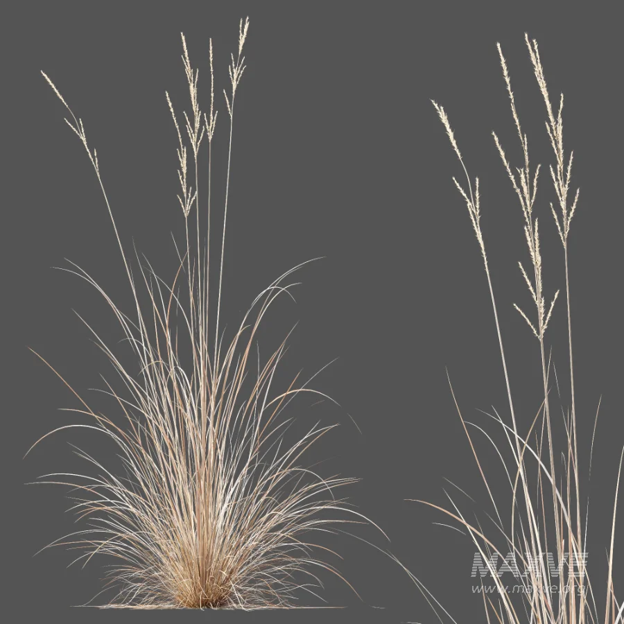 AV Plant Purple Moor Grass Molinia Caerulea Fall - Image 4