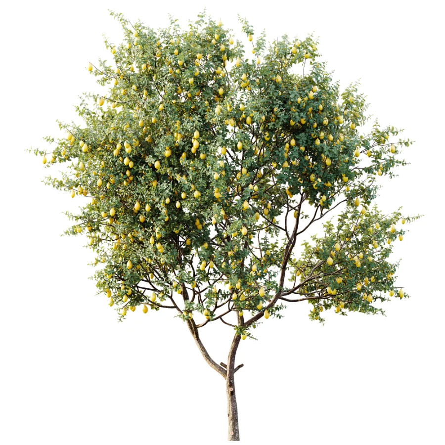 AV Plants Citrus Meyer Lemon Orange Version02 - Image 2