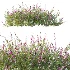 AV Plant Bush Purple Heather Calluna Vulgaris - Thumbnail 4