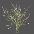AV Plant Bush Purple Heather Calluna Vulgaris - Thumbnail 9