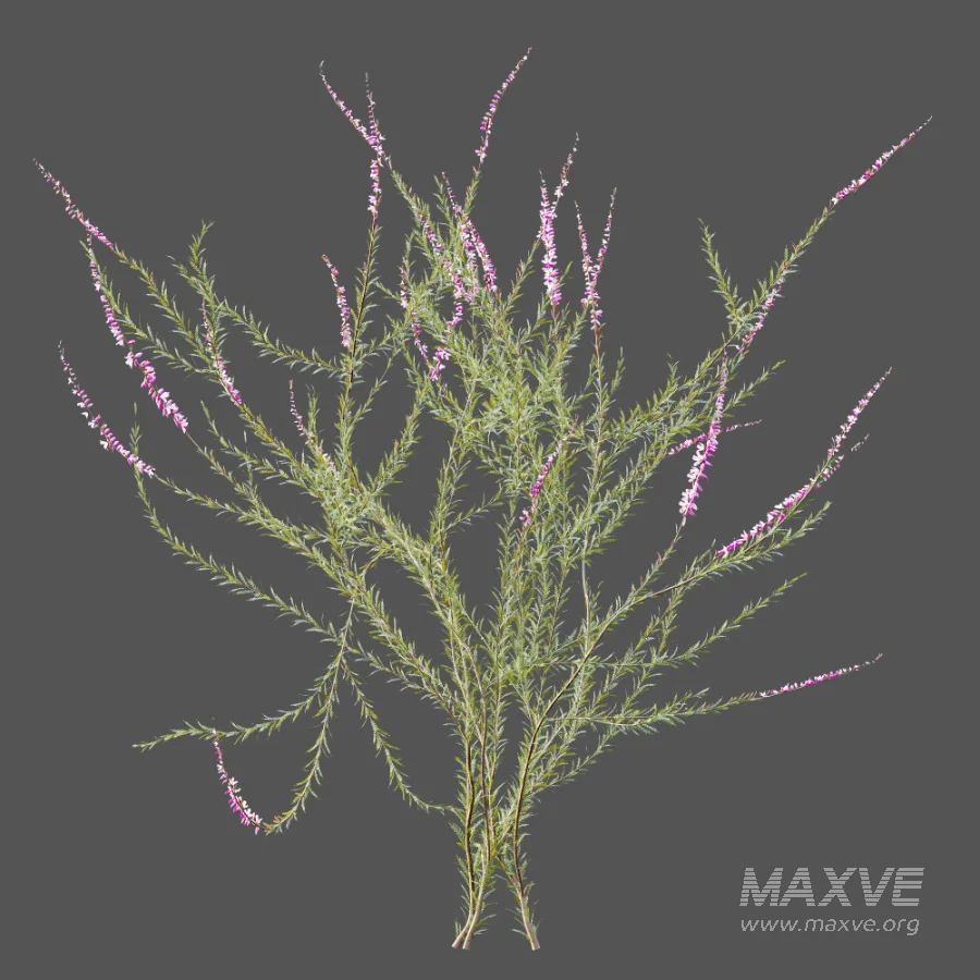 AV Plant Bush Purple Heather Calluna Vulgaris - Image 9