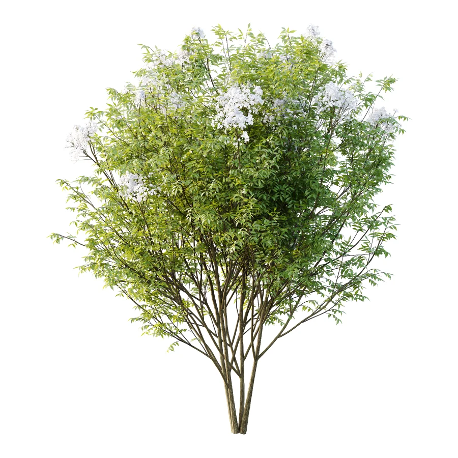 Sambucus nigra Tree 02 - Image 1