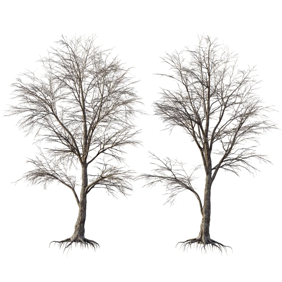 AV Dry winter trees - Image 1