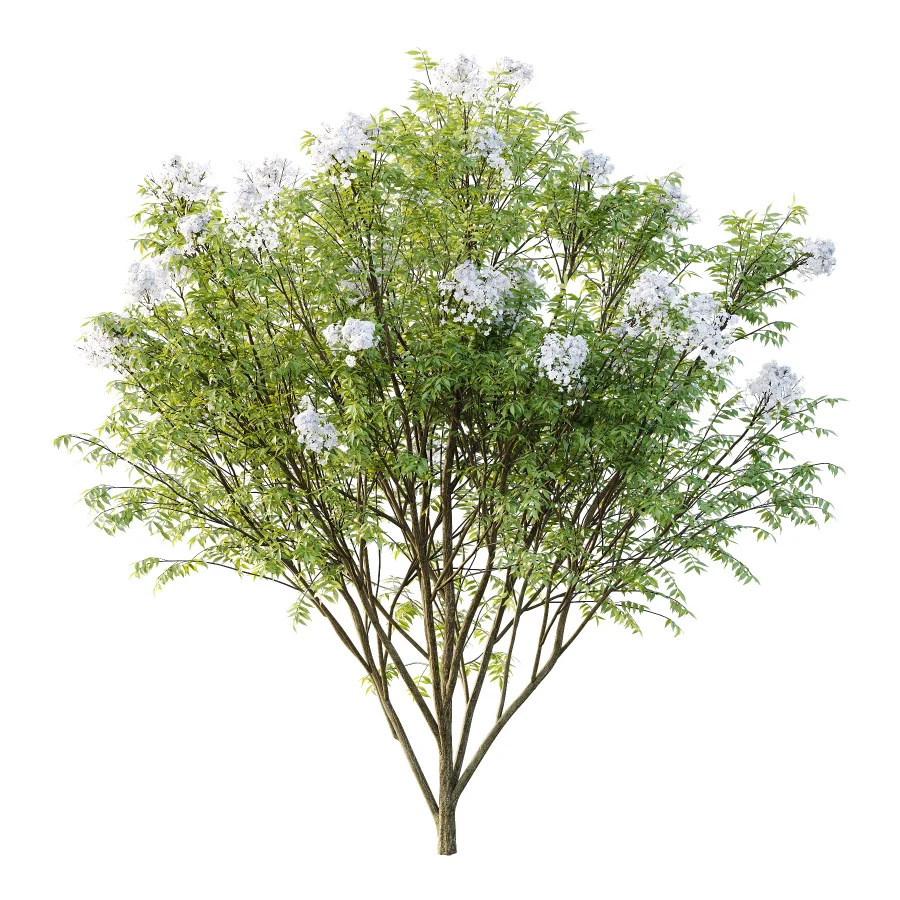 Sambucus nigra Tree 04 - Image 1