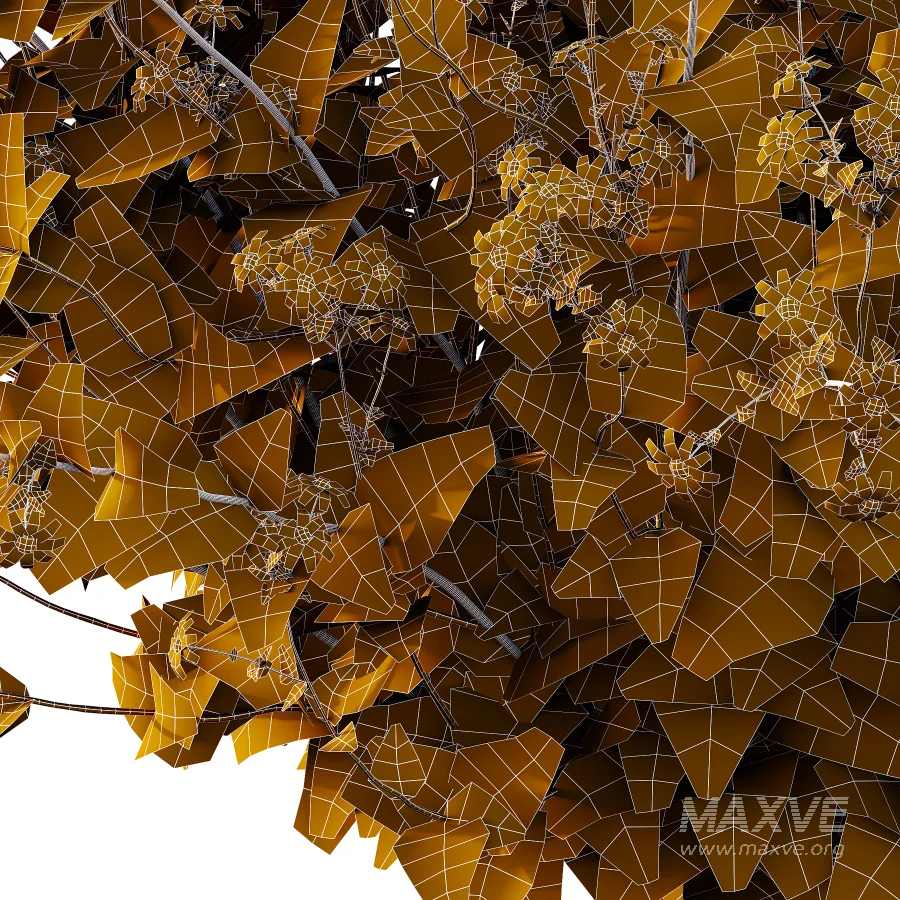 Senecio jacobaea wild flowers Tansy ragwort 03 - Image 3