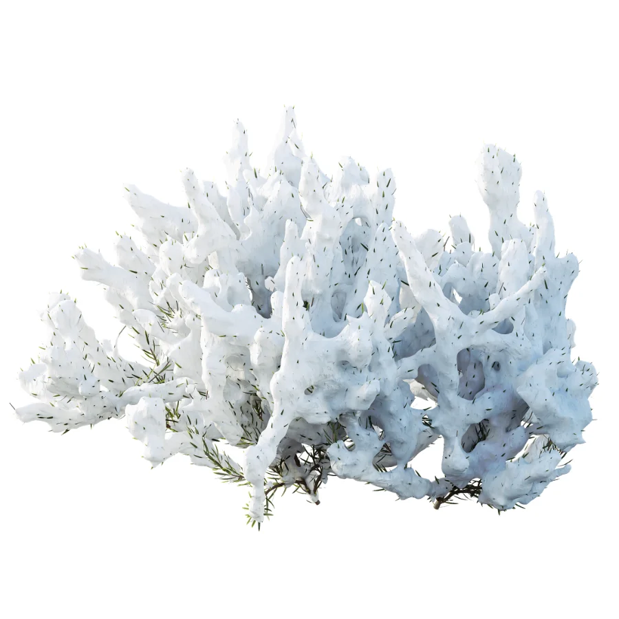 AV Winter plant Snow Wild Erica Multiflora and Snow Juniperus Sabina - Image 2