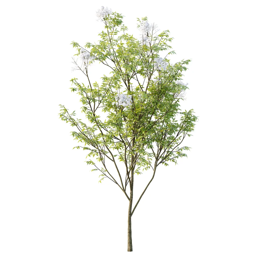 Sambucus nigra Tree 03 - Image 5