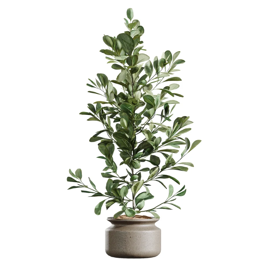AV Indoor Plants Set 439 Ficus Beliza and Olive and Ficus Binnendijkii and Ficus Marginata and Ficus macrocarpa - Image 4