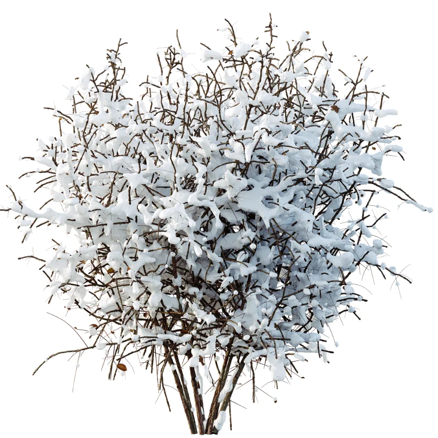 AV Winter Plant Snow Cornus sanguinea and Snow Kapebonavista Pachystachys - Image 1