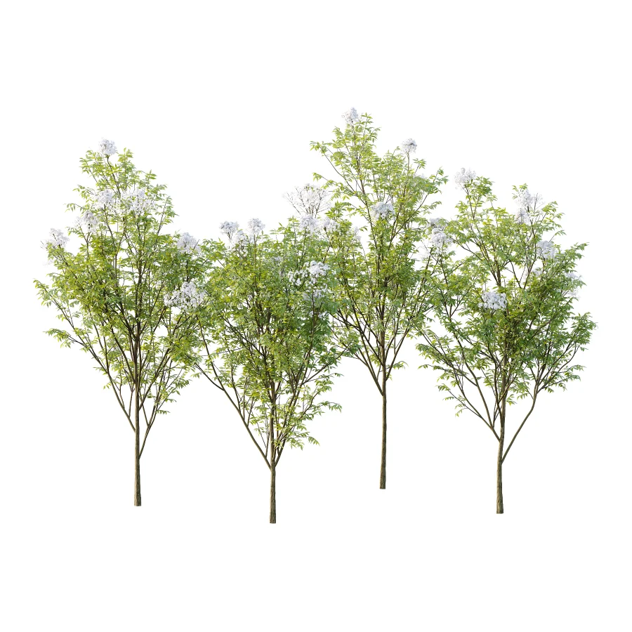 Sambucus nigra Tree 03 - Image 3