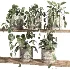 ivy potted plants on shelf - Thumbnail 3