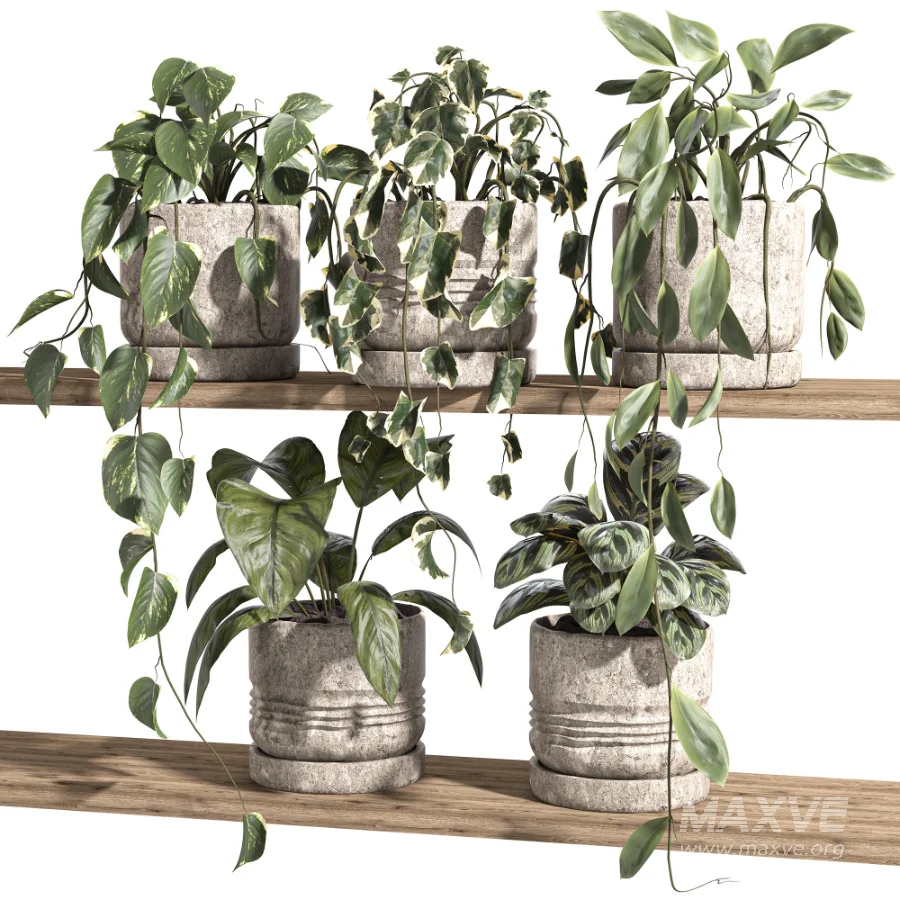 ivy potted plants on shelf - Image 3