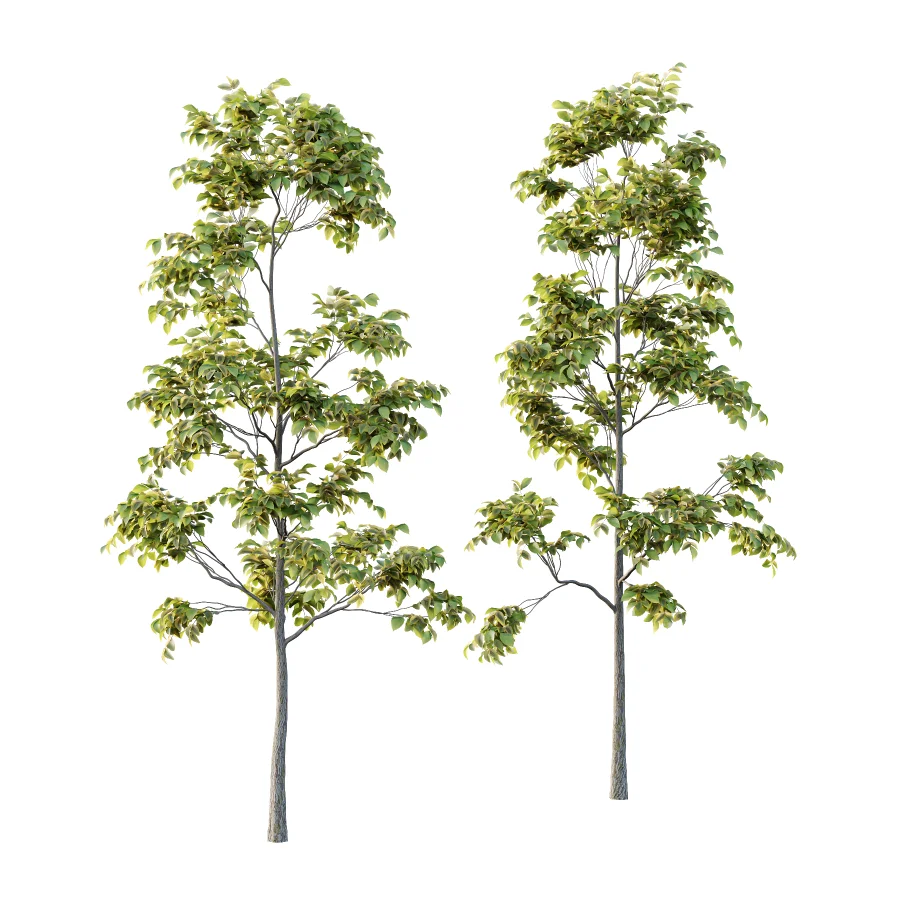 Chinese ash Tree Fraxinus chinensis 03 - Image 1