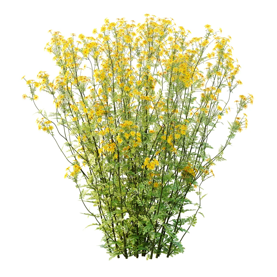 Senecio jacobaea wild flowers Tansy ragwort 01 - Image 6