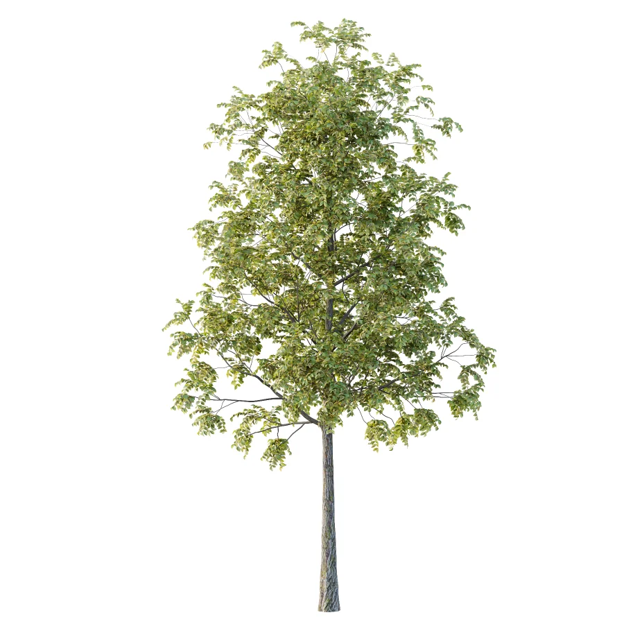 Chinese ash Tree Fraxinus chinensis 02 - Image 3