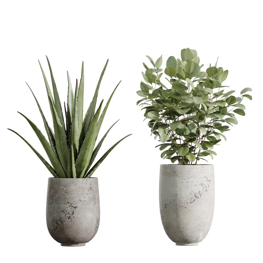 AV Indoor Plants Set 440 Eucalyptus Bouquet and Yucca and Olive and Orange Tree and Aloe Vera - Image 6