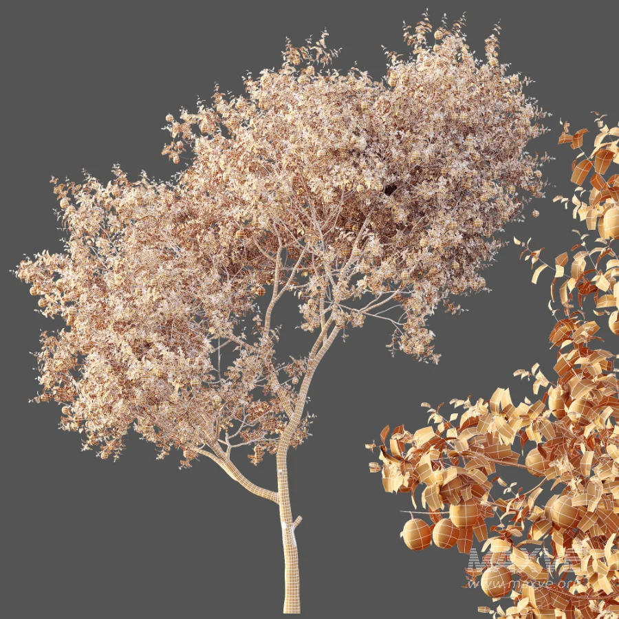 AV Plants Citrus Sinensis Orange Arancio Version02 - Image 9