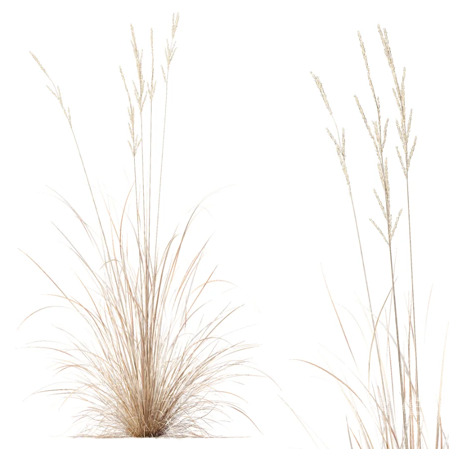 AV Plant Purple Moor Grass Molinia Caerulea Fall - Image 5