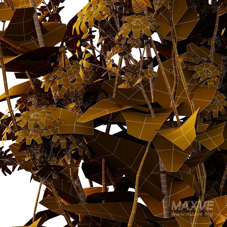 Senecio jacobaea wild flowers Tansy ragwort 01 - Image 3