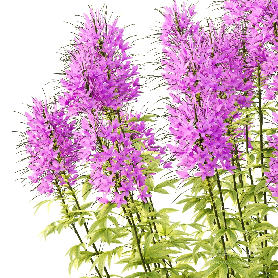 ntal annual, but is impressive for its long flowering period and impressive floral display. We reveal whether the spider flower is hardy and which location is optimal for successful planting.The spider flower belongs to the spider family (Cleomaceae) and comes from subtropical Central and South America. The taxonomy of the beautiful spider flower has not yet been clearly defined, which is why you can also come across names such as Cleome hassleriana and Tarenaya hassleriana when looking for the summer flower. It is often called spiny spider flower or bee plant. The long stamens of the flowers give this special ornamental plant its name. Together with the petals, the appearance is reminiscent of a spider with long legs. This is why it’s known as the “spiny spider flower”. The long and narrow pod fruits are formed during the flowering period from July to October. Depending on the variety, the spider flower shines with pink, purple, red or white flowerheads and grows between 90 and 160cm tall. - Image 3