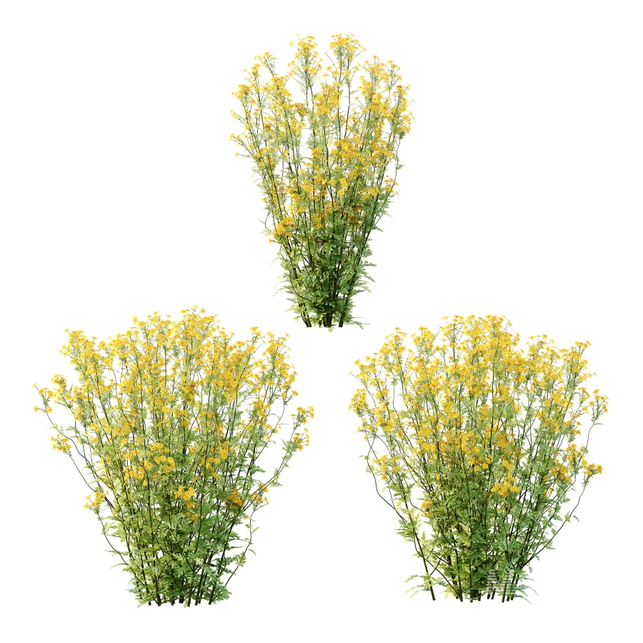 Senecio jacobaea wild flowers Tansy ragwort 01 - Image 2