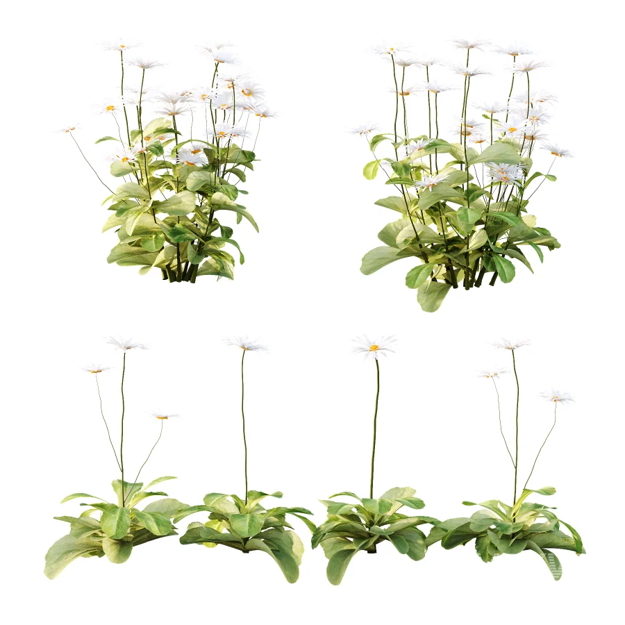 Common Daisy Flower Plant 01 - Image 3