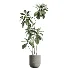 AV Indoor Plants Set 437 Olive and Rubber Ficus and Ficus Marginata and Lime Cane Dragon and Ficus African Fig - Thumbnail 5