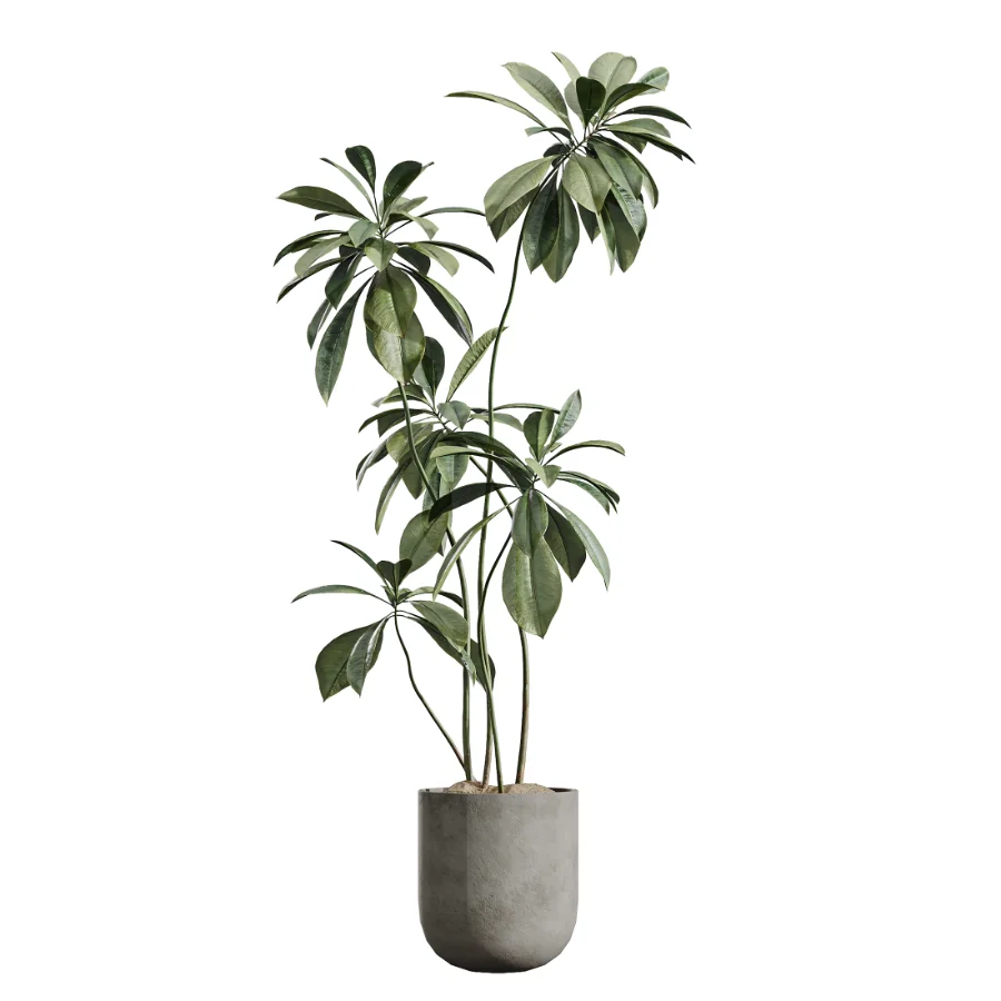 AV Indoor Plants Set 437 Olive and Rubber Ficus and Ficus Marginata and Lime Cane Dragon and Ficus African Fig - Image 5