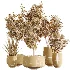 AV Indoor Plants Set 440 Eucalyptus Bouquet and Yucca and Olive and Orange Tree and Aloe Vera - Thumbnail 8