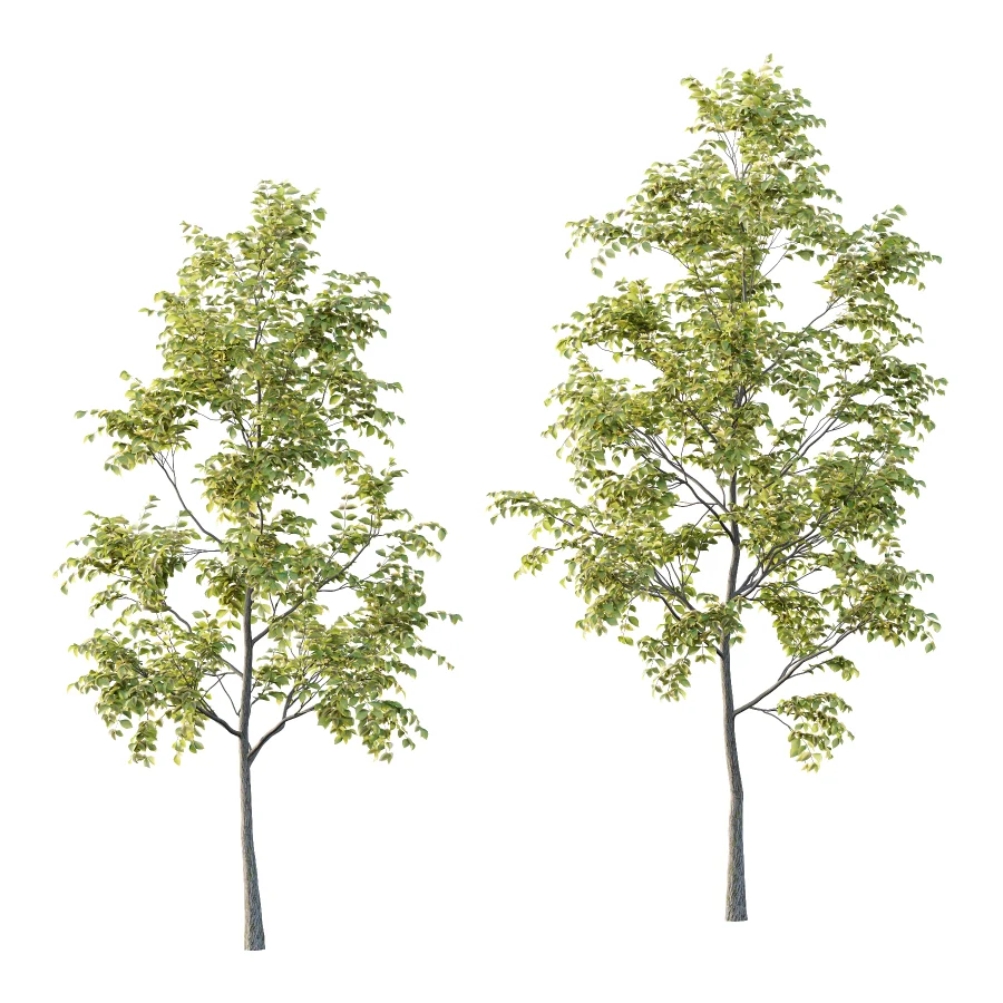 Chinese ash Tree Fraxinus chinensis 04 - Image 2