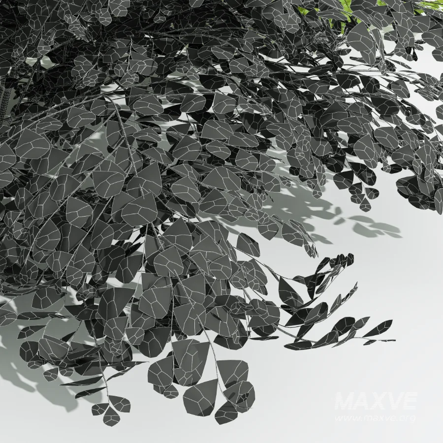 AV Adiantum Capillus Veneris Fern and Cytisus scoparius bush - Image 7