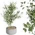 AV Indoor Plants Set 440 Eucalyptus Bouquet and Yucca and Olive and Orange Tree and Aloe Vera - Thumbnail 4