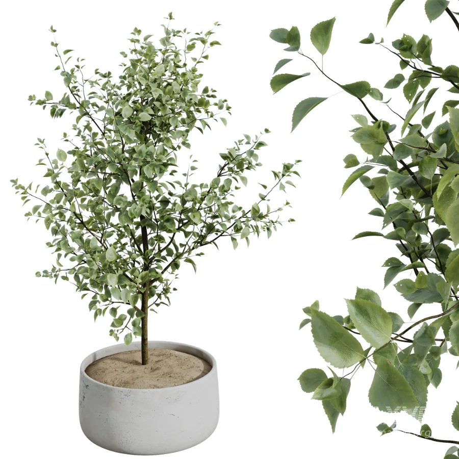 AV Indoor Plants Set 440 Eucalyptus Bouquet and Yucca and Olive and Orange Tree and Aloe Vera - Image 4
