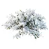 AV Winter Plant Snow Phillyrea Angustifolia Rosemarinifolia and Snow Juniperus Sabina - Thumbnail 3