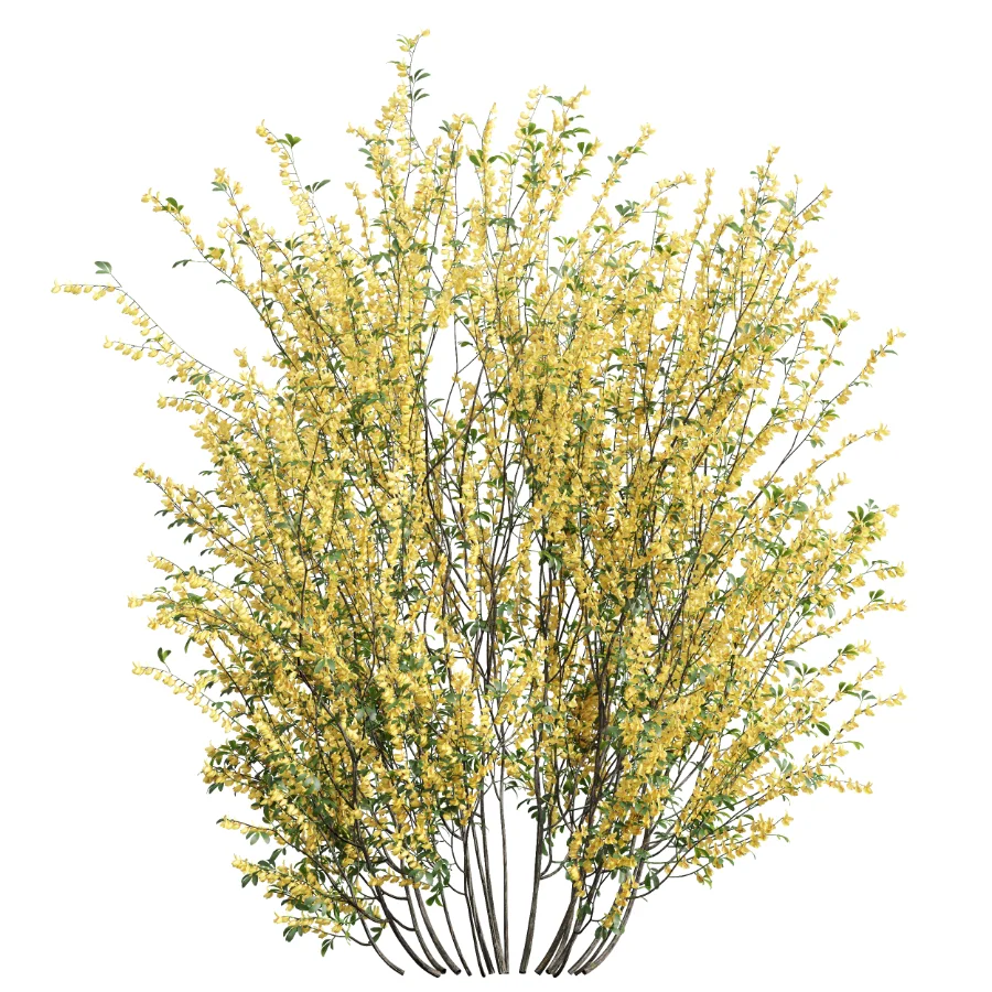 AV Adiantum Capillus Veneris Fern and Cytisus scoparius bush - Image 3