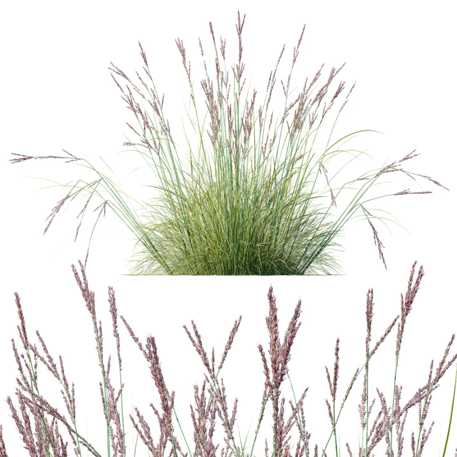 AV Plant Purple Moor Grass Molinia Caerulea - Image 1